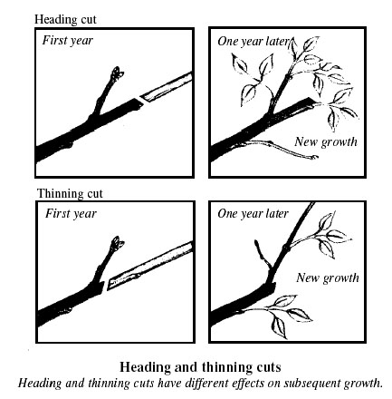 A Guide to Successful Pruning, Pruning Shrubs | VCE Publications .