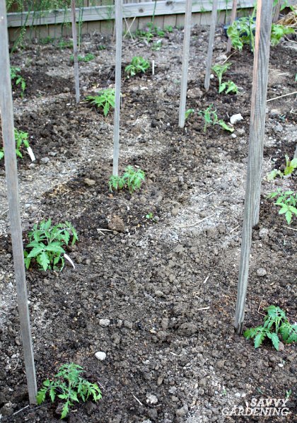 How Far Apart to Plant Tomatoes in a Vegetable Gard