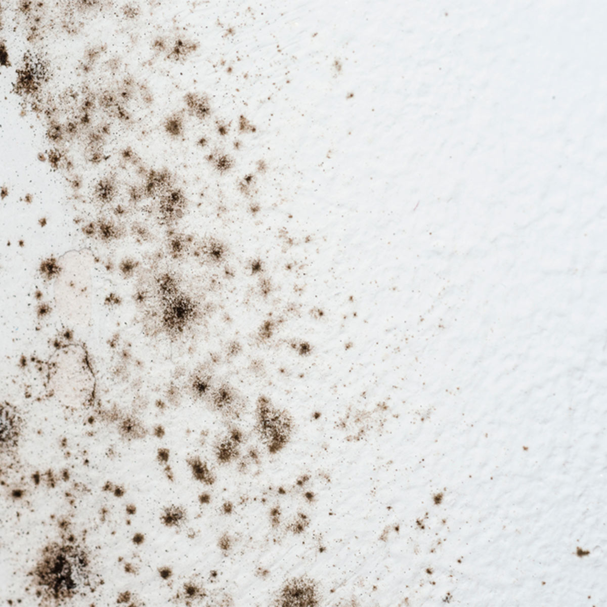 Mold Tips Remove Mold And Mildew From Your Walls TopsDecor