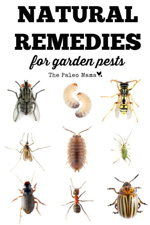 Natural Remedies for Garden Pests - The Paleo Mama | Garden pests .