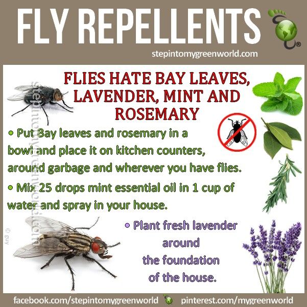 Home remedy for flies | Fly repellant, Natural fly repellant, Diy .