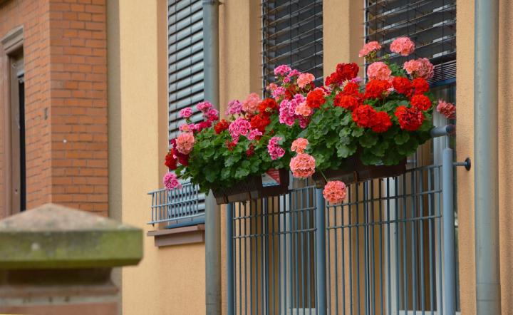 Flowers for Window Boxes: Sun- and Shade-Loving Plants | The Old .
