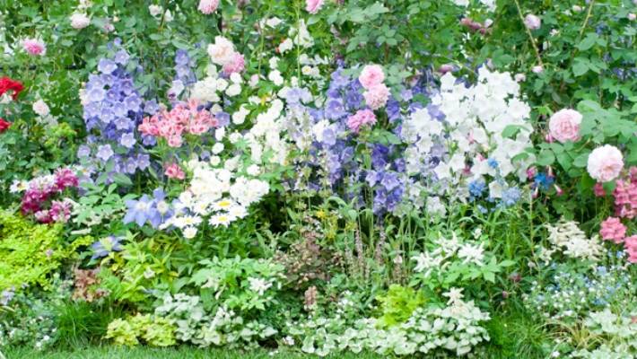 Best companion plants for rose beds | Stuff.co.