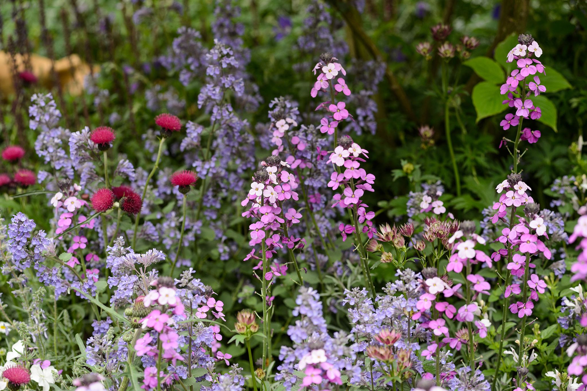 The most beautiful yearbooks for a
cottage garden