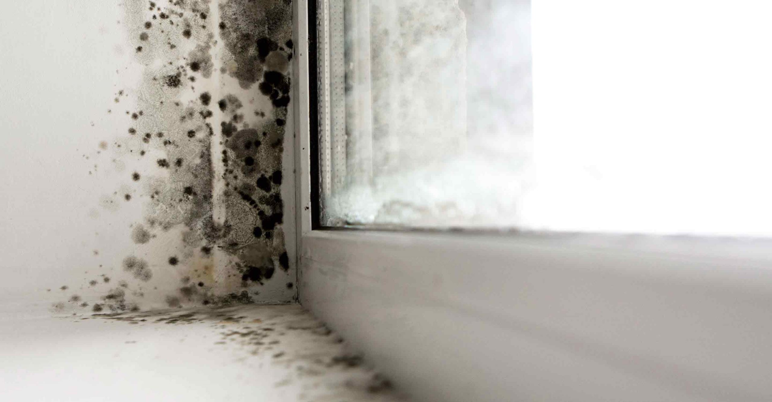 The time to act is now: 5 dangers of household mold – TopsDecor.com