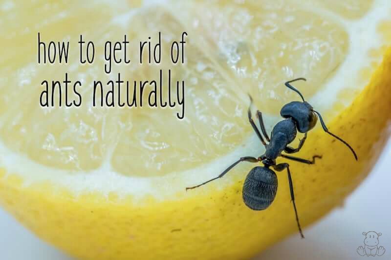 How To Get Rid of Ants Naturally: Tips For The Kitchen, House .