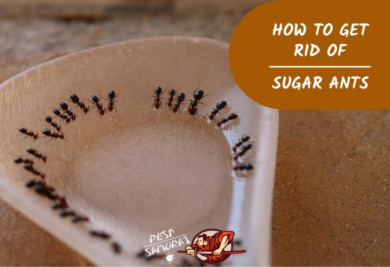 How to Get Rid of Sugar Ants in the House: A Complete Guide - Pest .