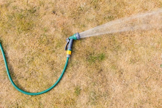 Solved! The Best Drought-Resistant Grass for Dry Summers - Bob Vi