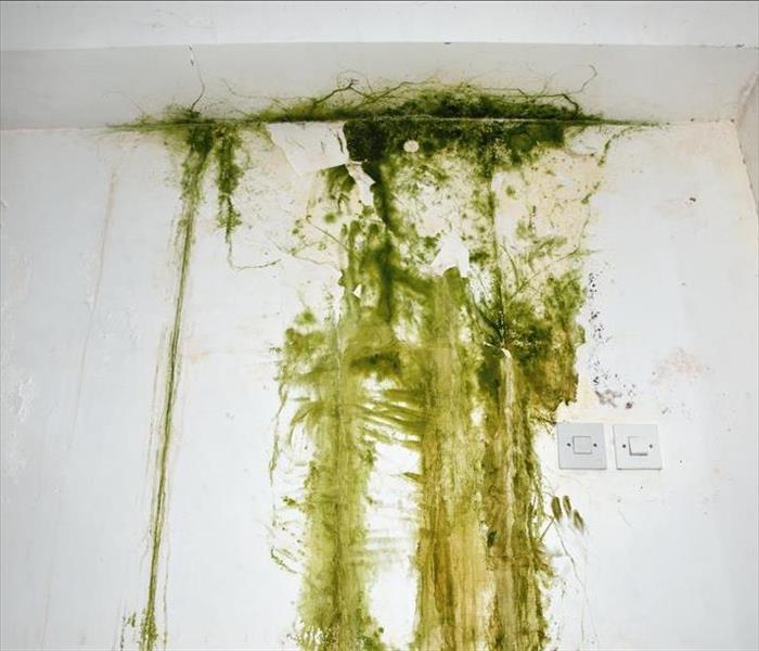 The Importance of Mold Remediation for Your Home in Sequoyah Hills .
