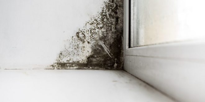 Why do you have to test for mold in your home? – TopsDecor.com