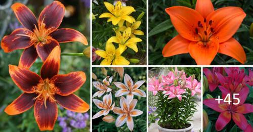 all-about-asiatic-lilies-amazing-colors-flower