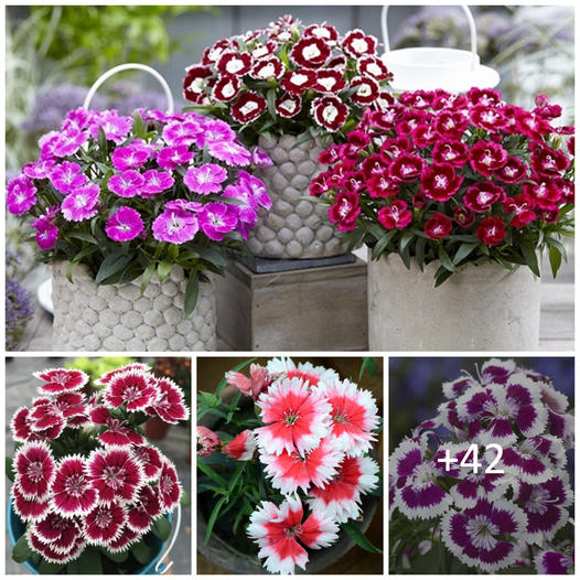 How to plant grow and care for dianthus flowers