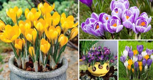 crocus-how-to-plant-grow-and-care-for-crocus