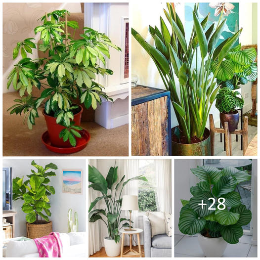 Best large indoor plants that make a big statement