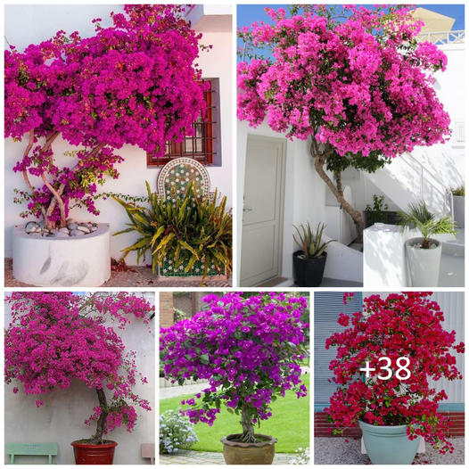Bougainvillea care growing tips for this flowering machine