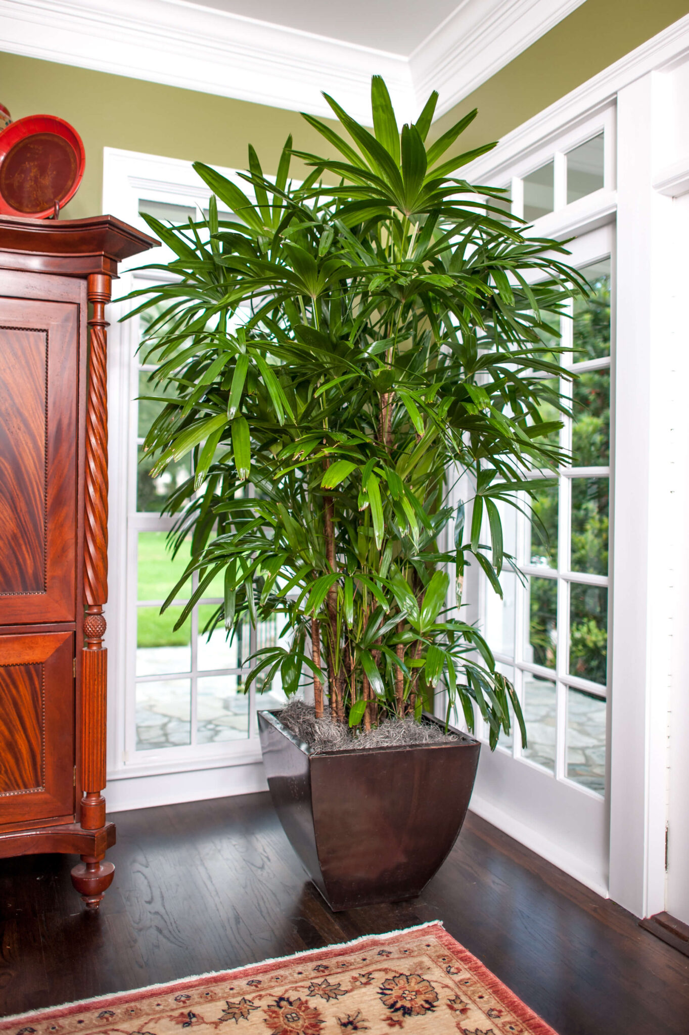 indoor-big-houseplants-6-topsdecor