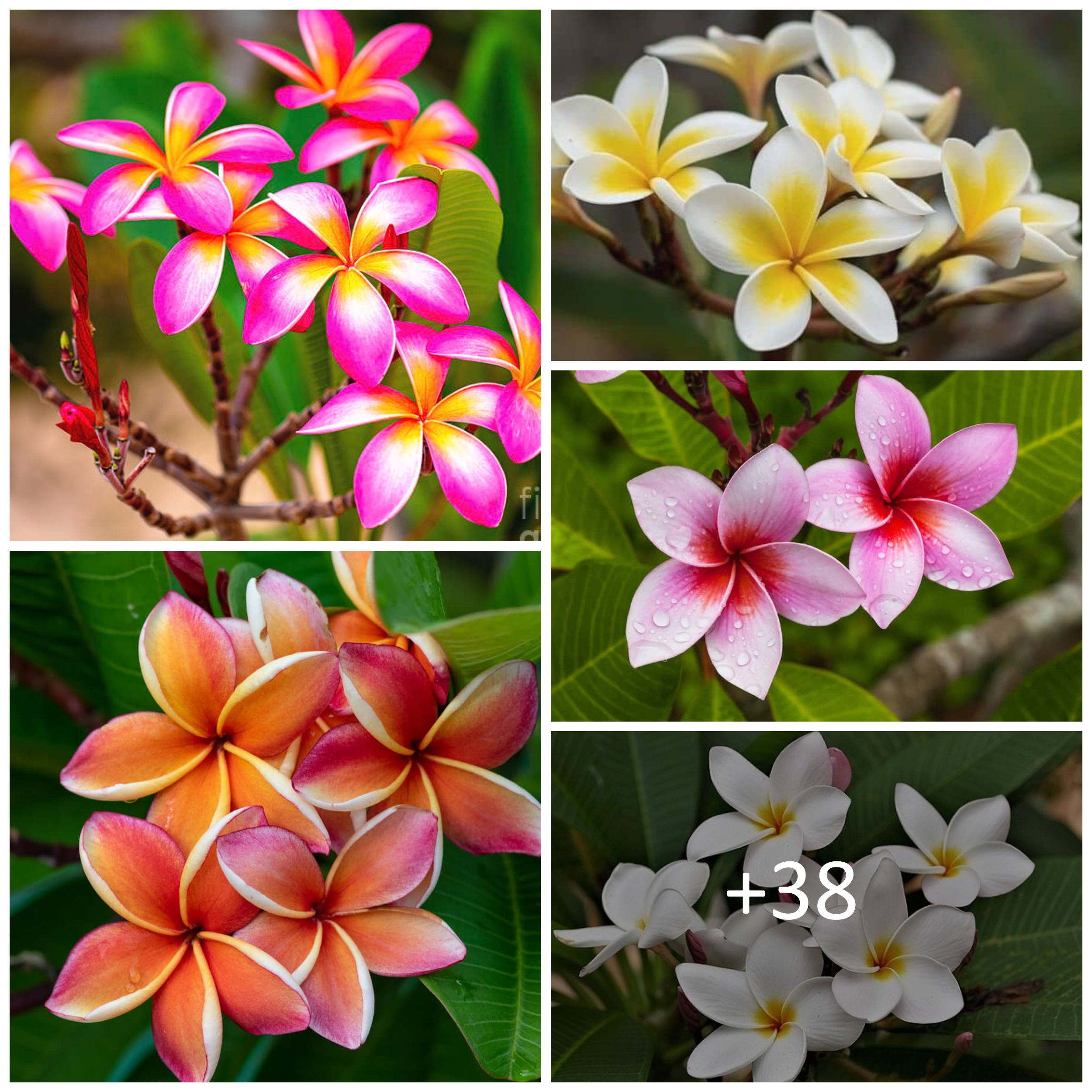 How to grow and care for frangipanis