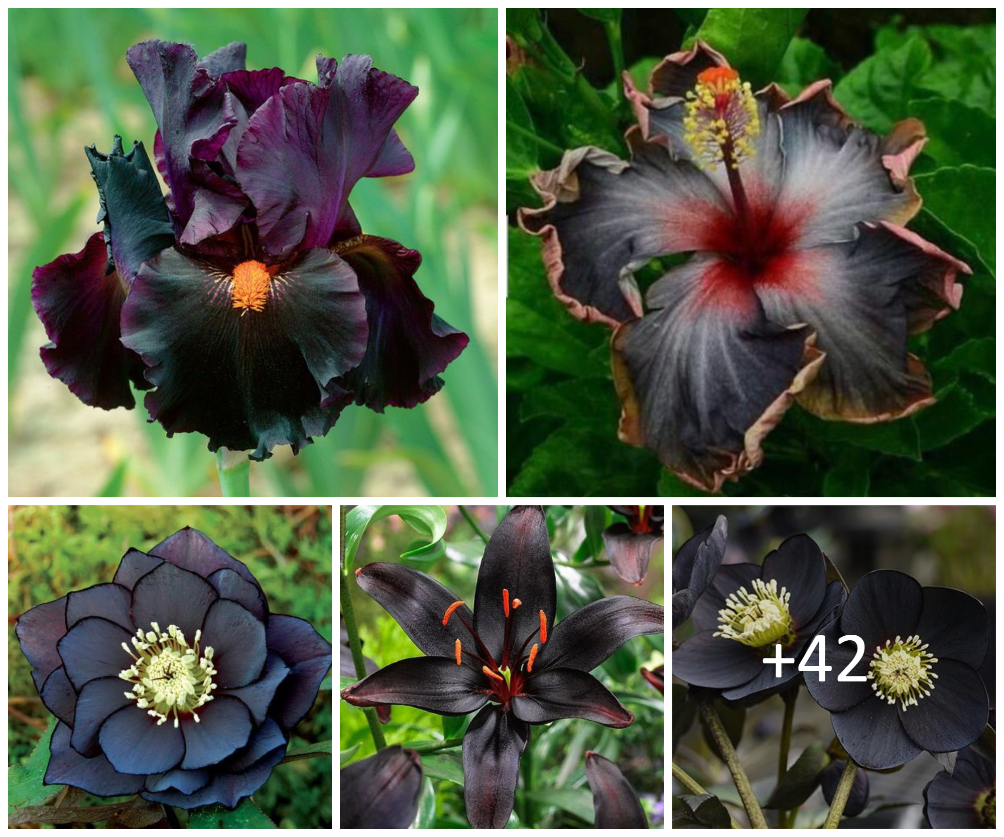 Plants With (Almost) Black Flowers For Your Backyard