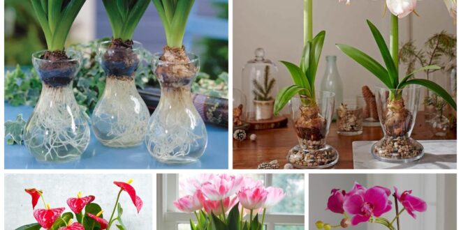 Plants That Can Grow in Water Indoors – TopsDecor.com