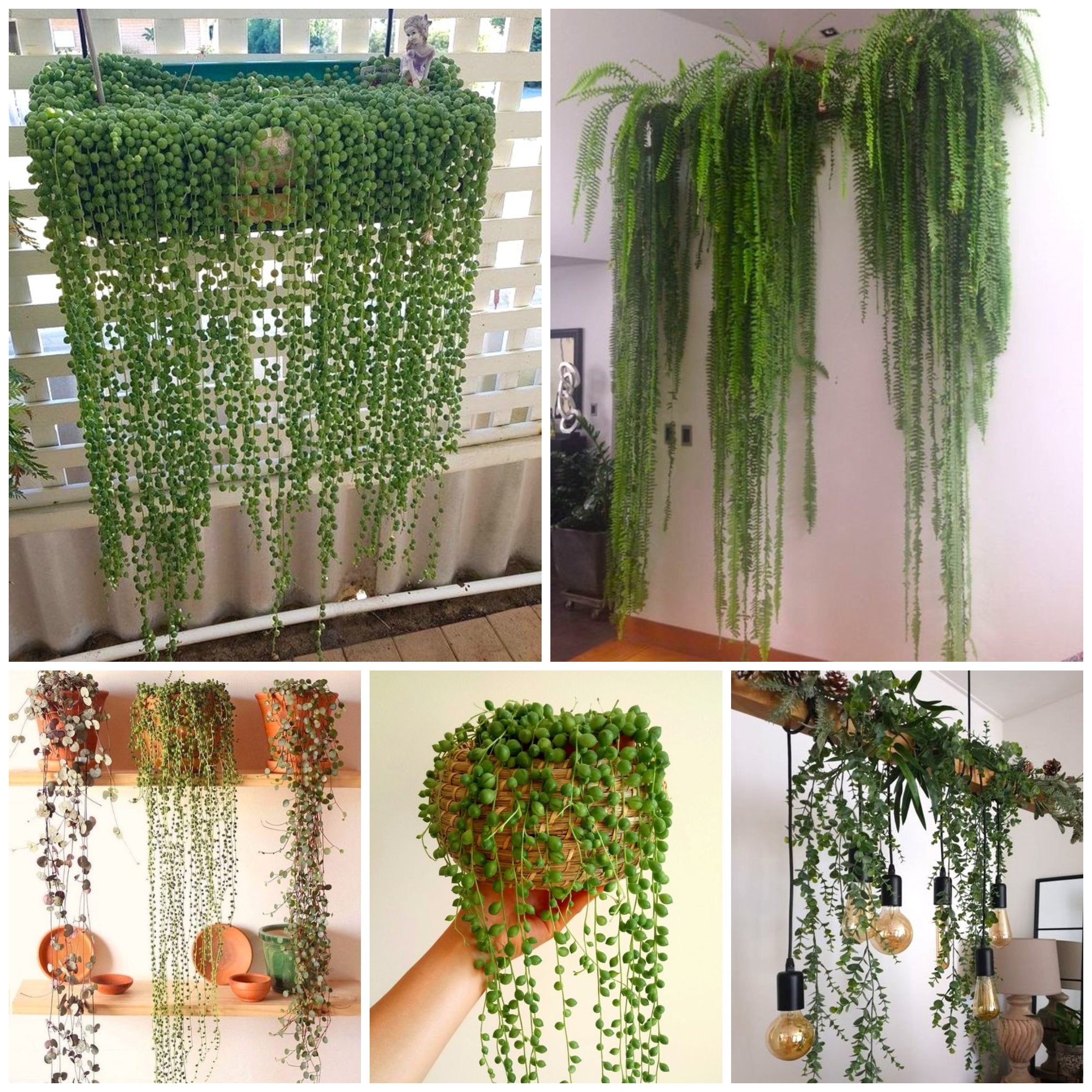 Stylish ideas for hanging plants