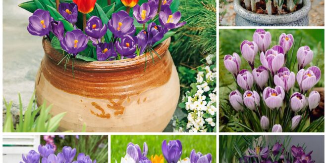 Crocus Flowers: How To Plant, Grow, And Care For Spring Crocus 