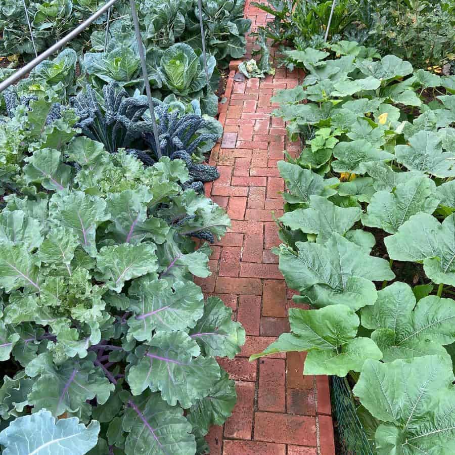 Brick path through the vegetable garden 