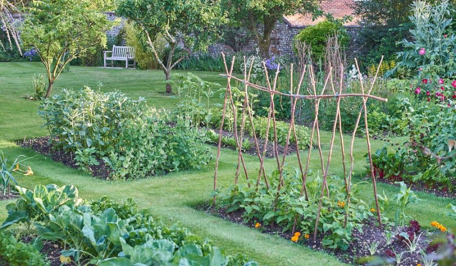 Well-kept vegetable garden in the backyard