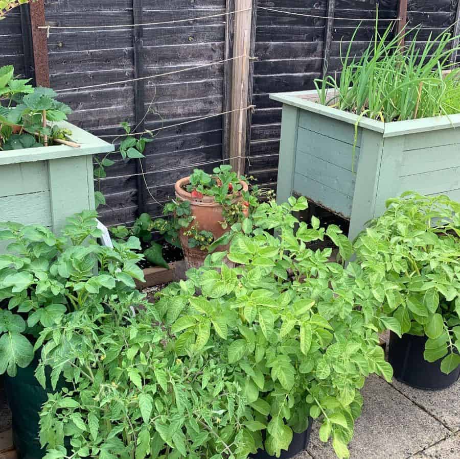 Green container vegetable garden