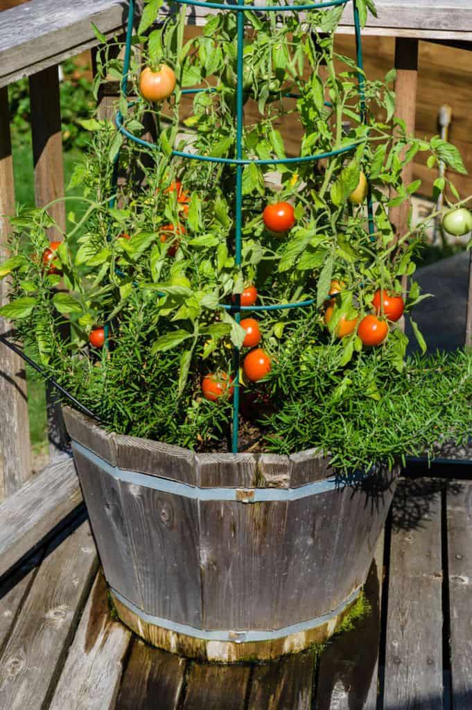 Tomato plants backyard