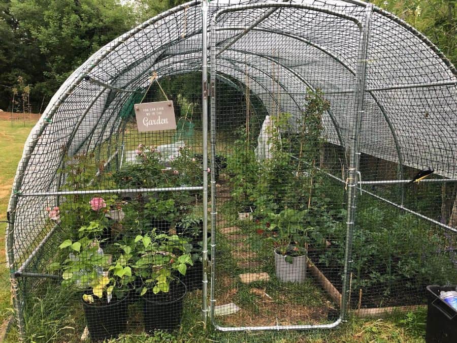 Wire greenhouse vegetable garden