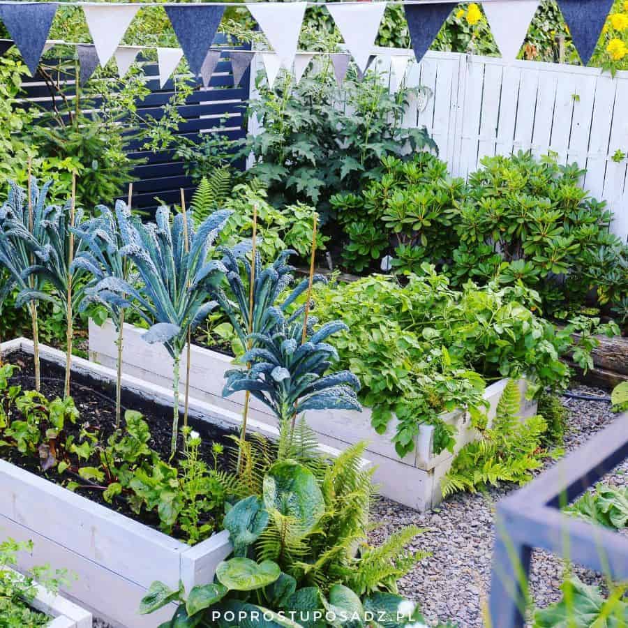 Raised bed vegetable garden 