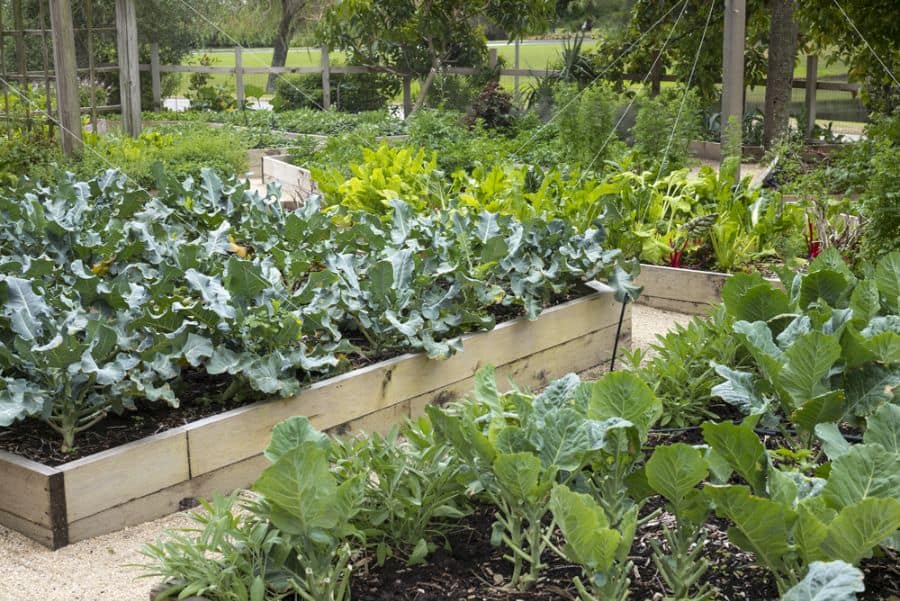 Raised bed vegetable garden made from wooden boards 