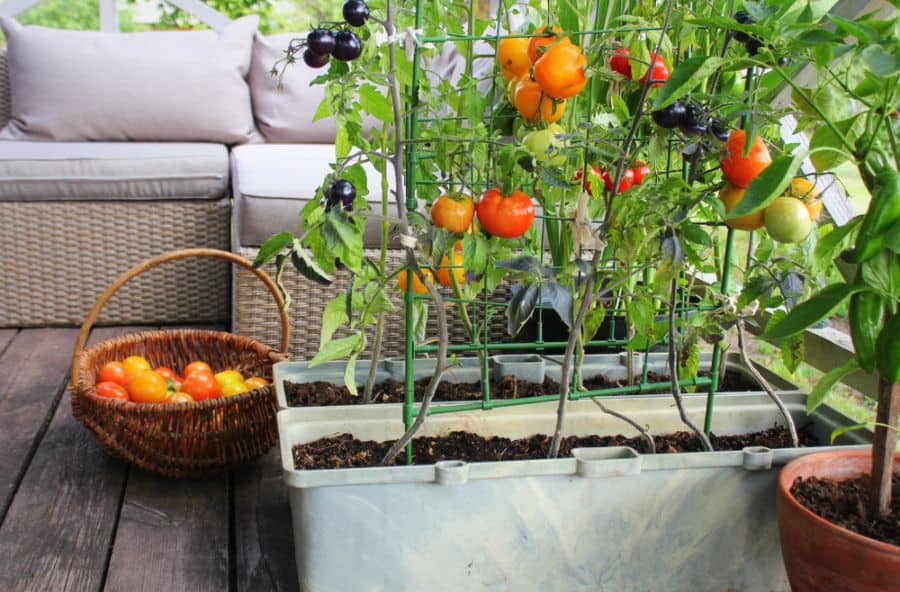 Balcony vegetable garden tomato plants