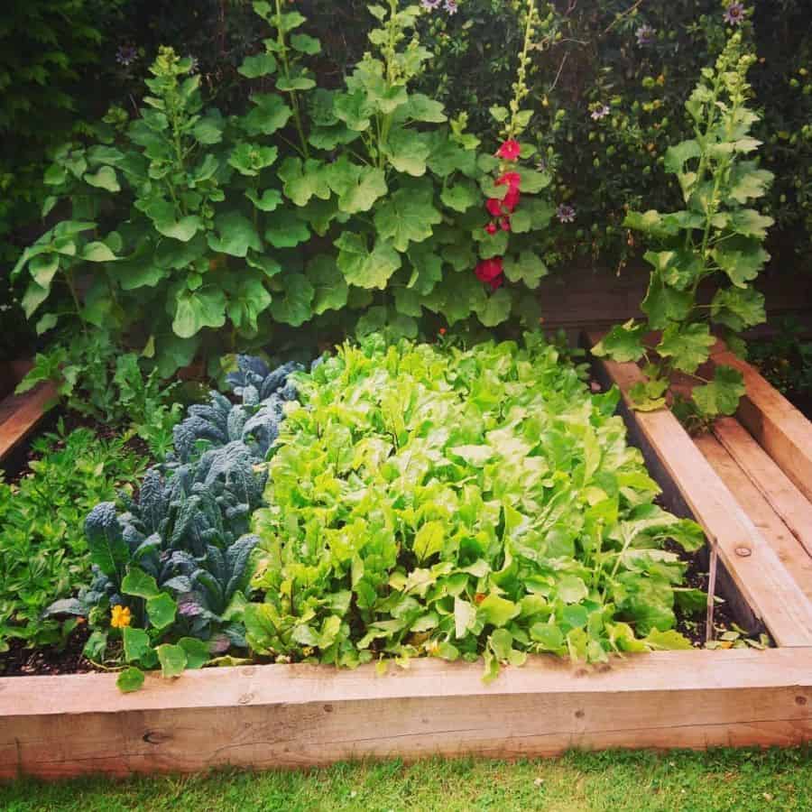 small vegetable bed retaining wall made of vegetable wood