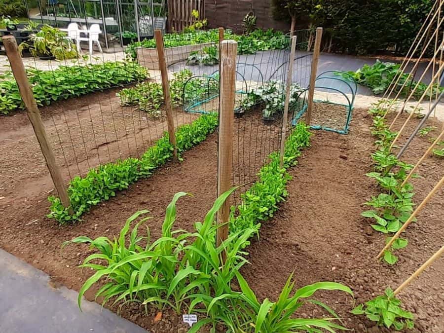 Espalier vegetable garden