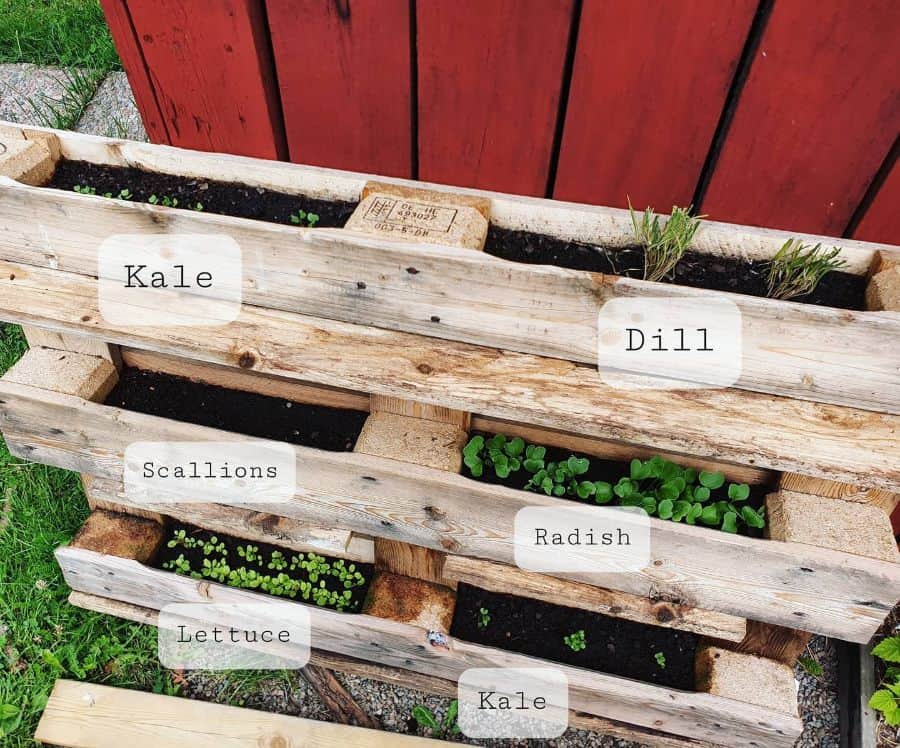 Pallet garden ideas with herbs