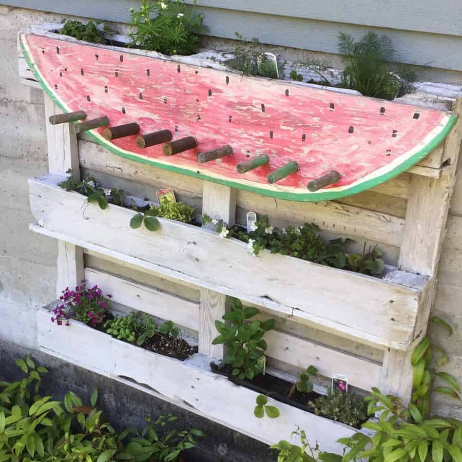 Watermelon pallet garden 