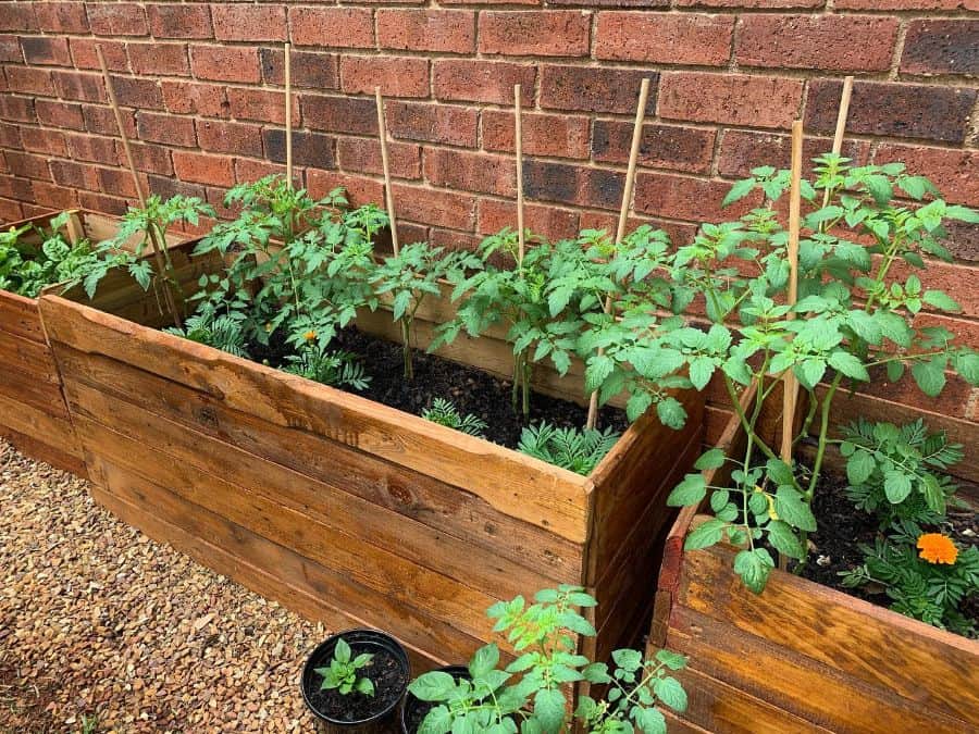 Raised bed plant box made from wooden pallets 