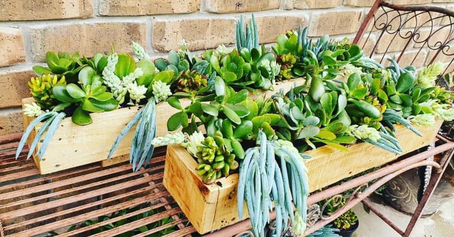 Upcycled pallet garden with succulents 