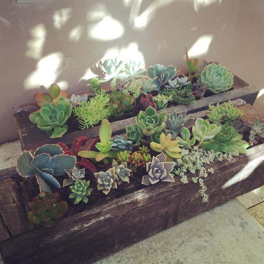 Upcycled wooden pallet garden with succulents 