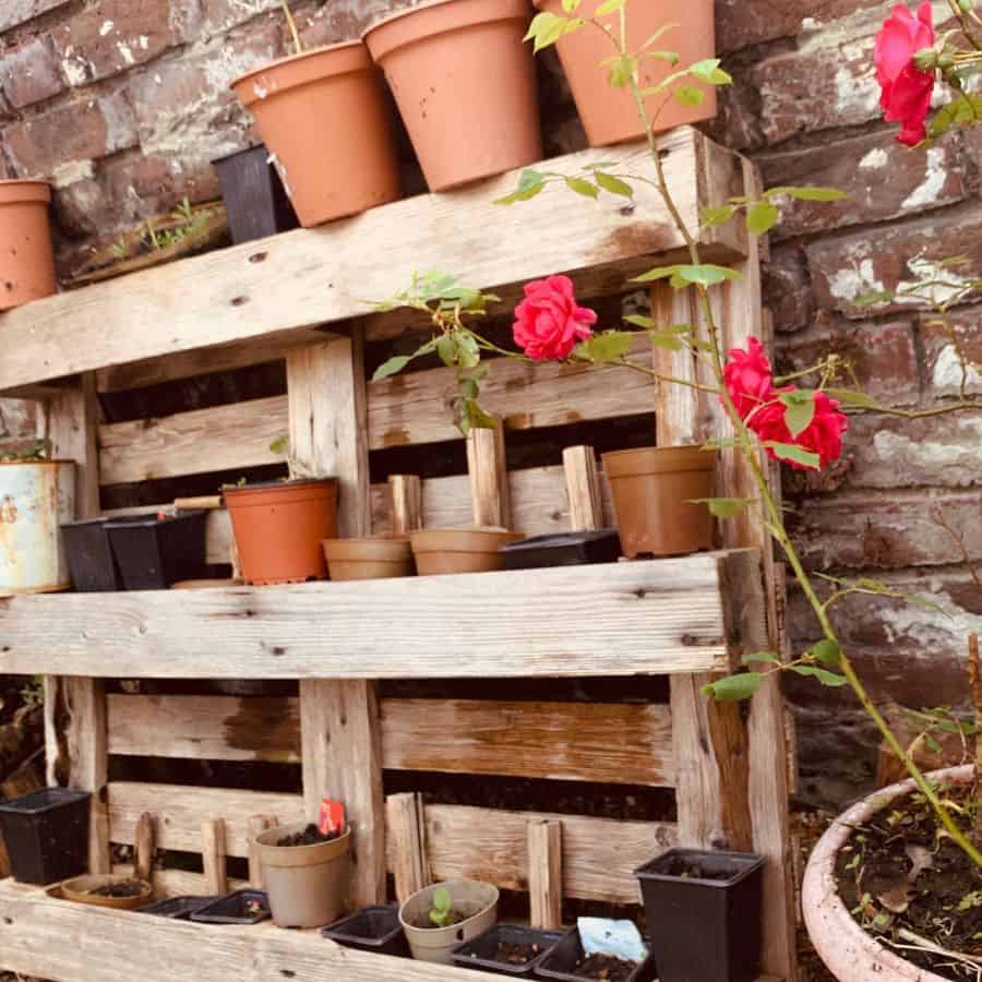 Wall garden made from natural wood pallets 