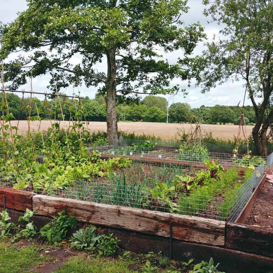 Ideas for a backyard vegetable garden 