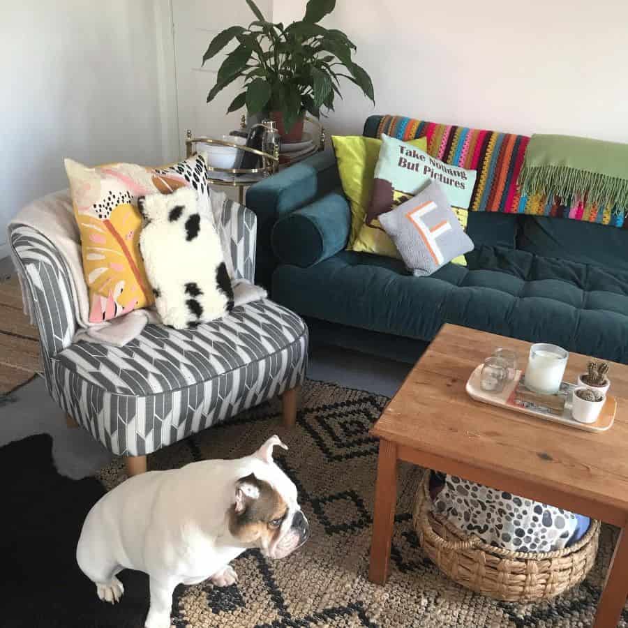 Boho living room, colored sofas, wooden table, dog