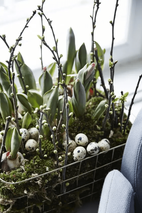 A wire basket arrangement with moss, leaves, bulbs, willow and speckled eggs is a beautiful, all-natural decoration for Easter