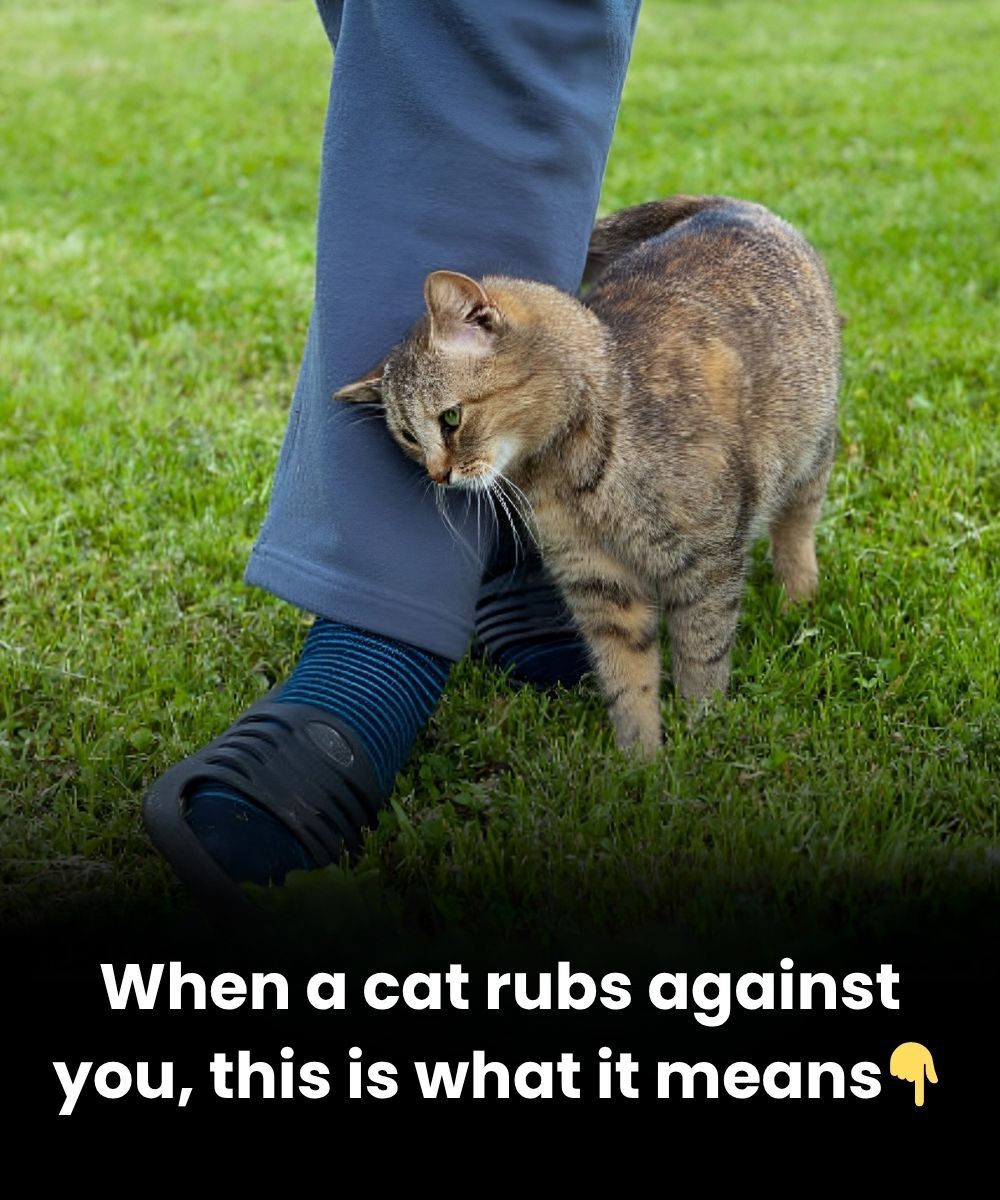 When a Cat Rubs Against You: The Real Meaning Behind This Adorable Behavior