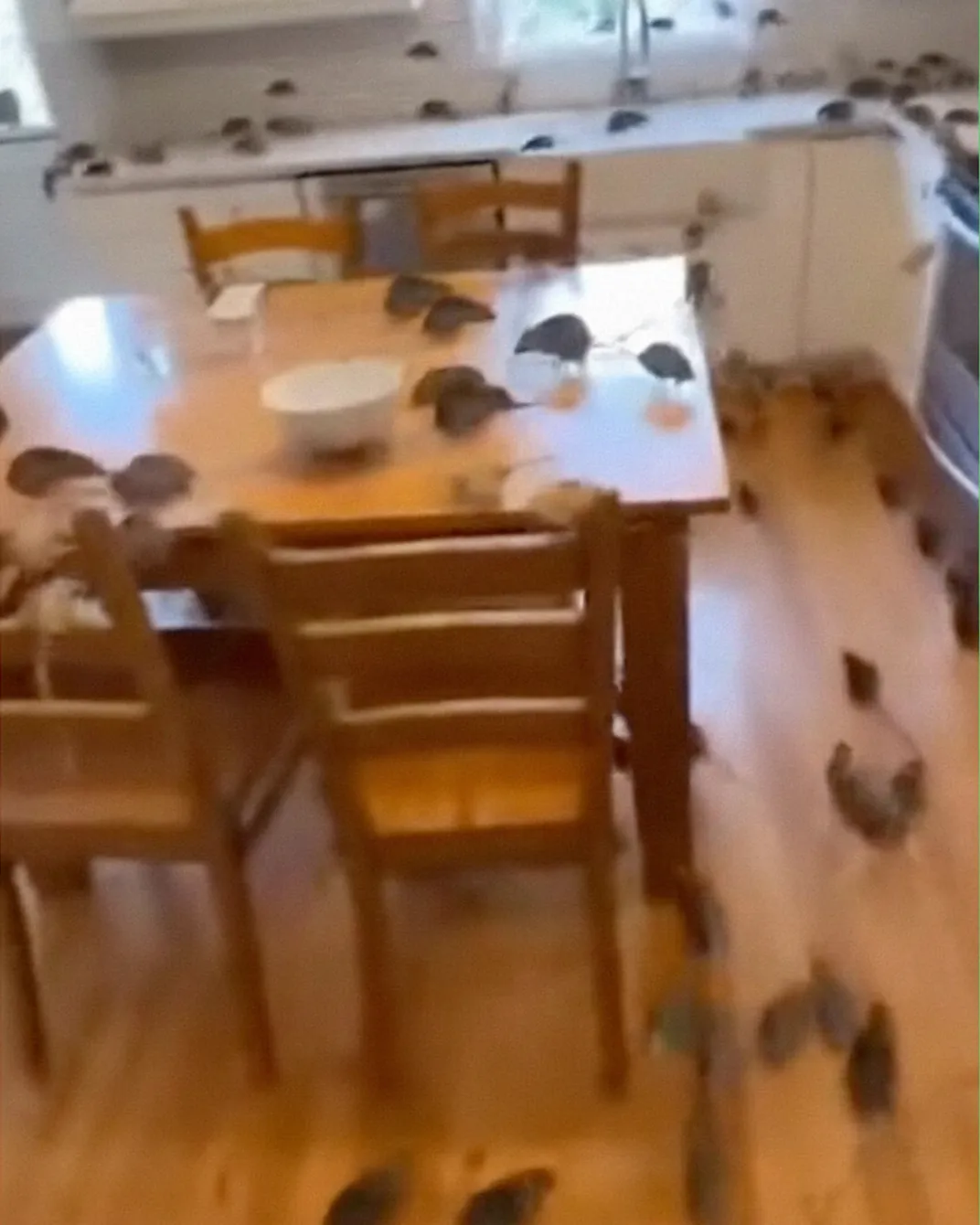 My Neighbor Tried to Push Me Out of the Neighborhood — But Life Had Other Plans