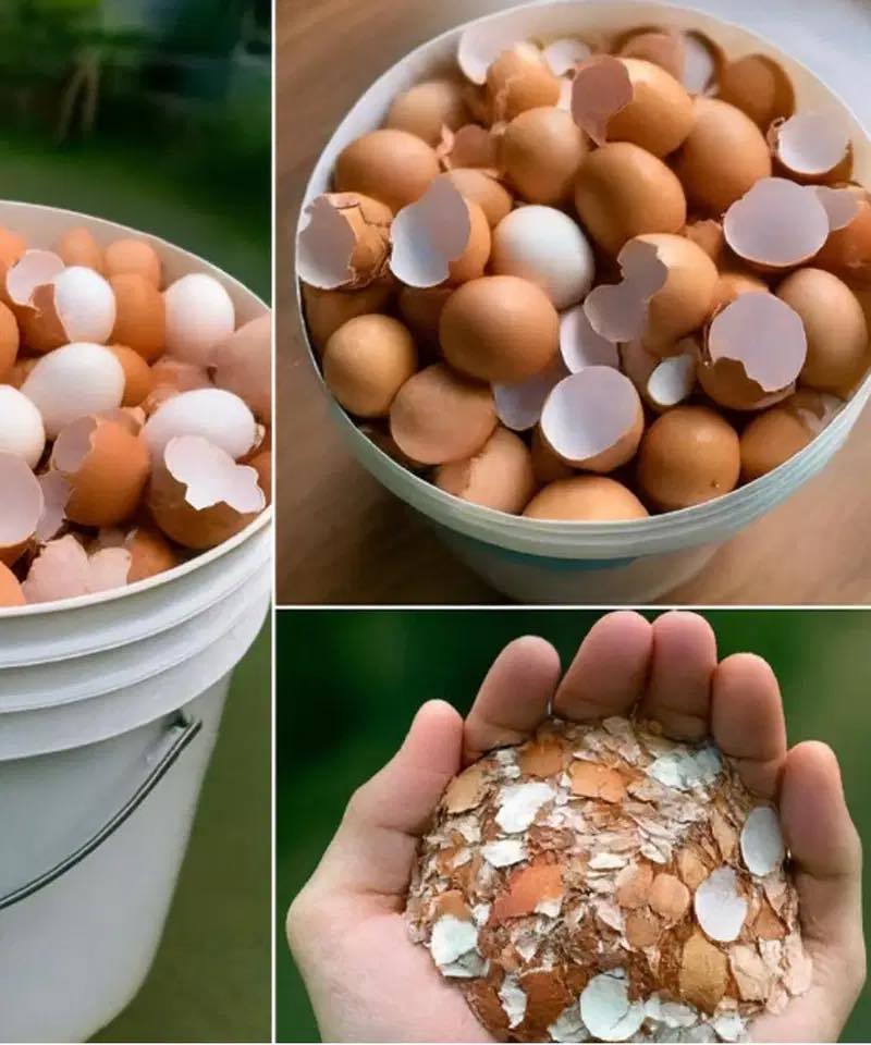 Boil Eggshells and Discover This Simple Trick for a Cleaner, Healthier Home