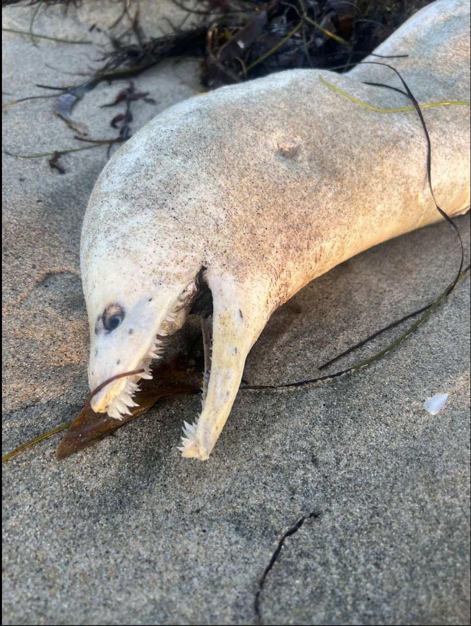 Rare Purple Sea Snail Discovered on a Southern California Beach