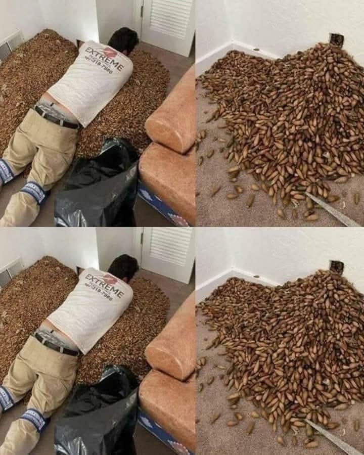 He Noticed a Strange Odor in His Home — What He Discovered Inside the Wall Left Him Speechless