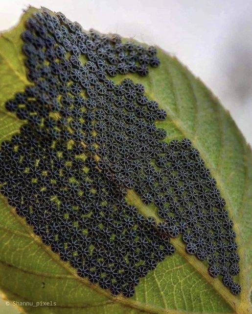 Avoid Touching These Common Garden Pests – Keep Your Plants Safe and Healthy